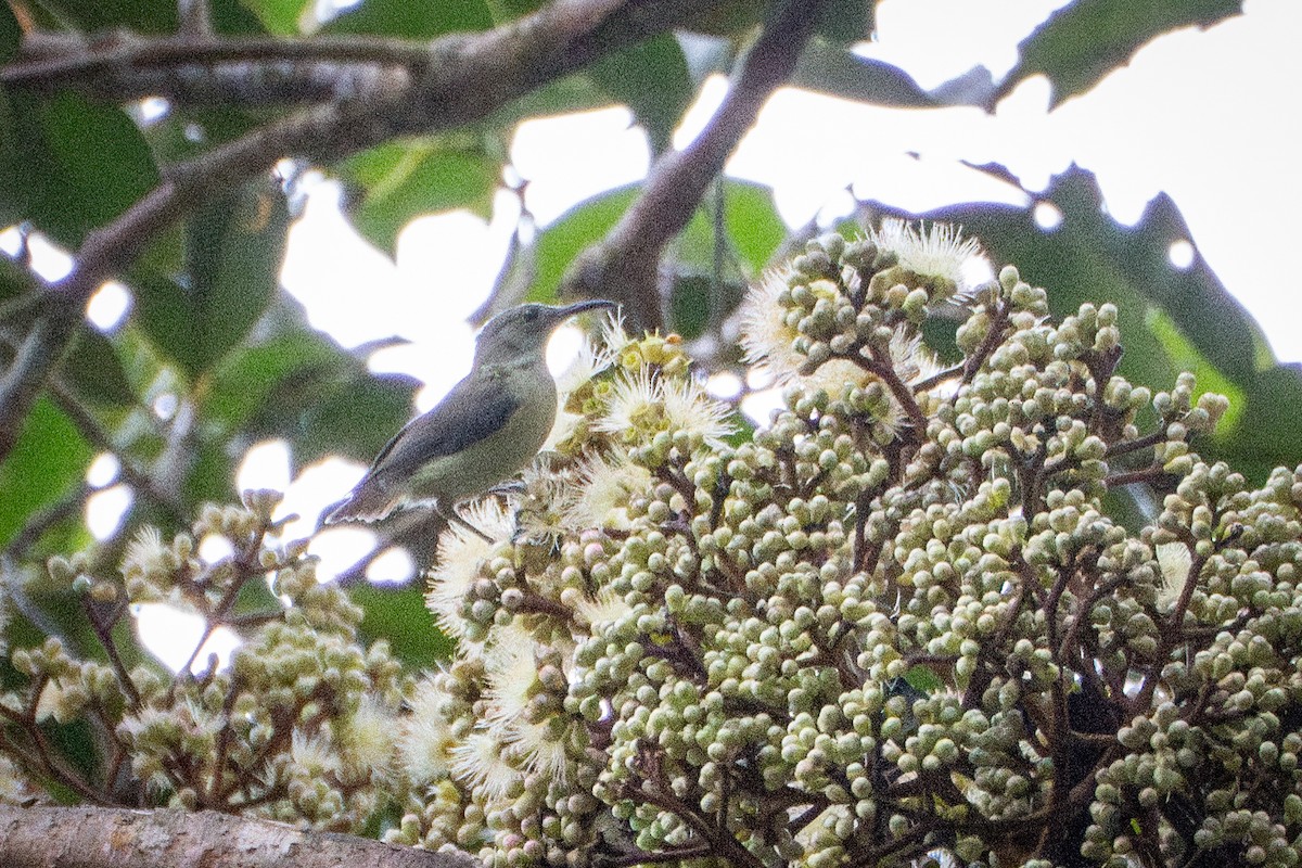 Spectacled Longbill - ML639812901