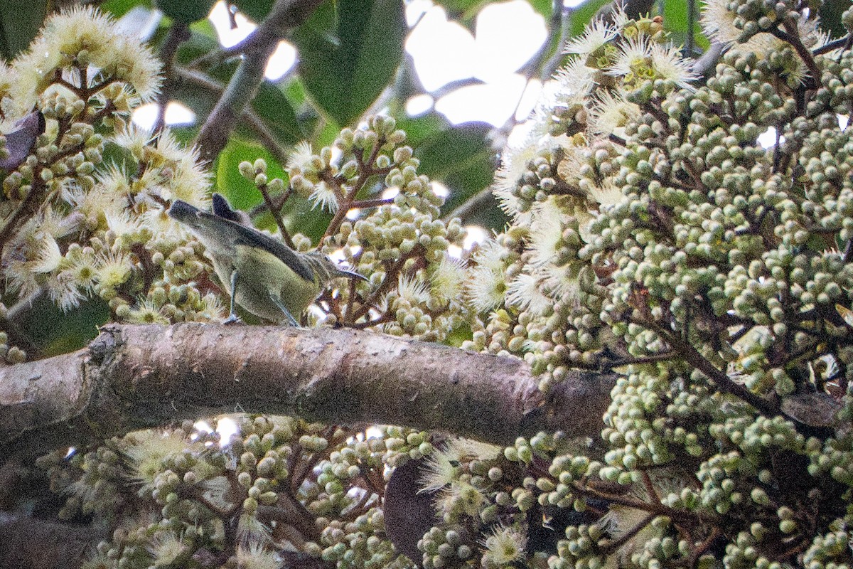 Spectacled Longbill - ML639812902