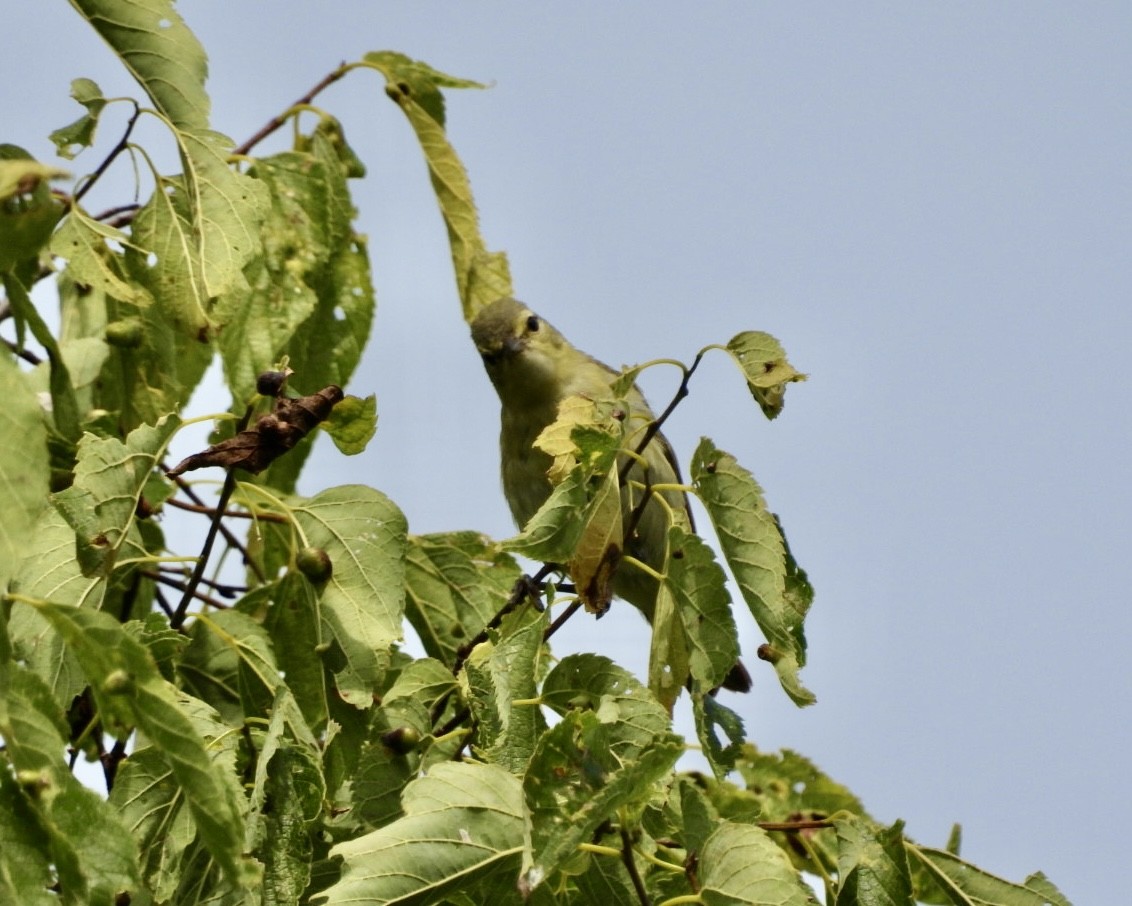 Tennessee Warbler - ML639813076