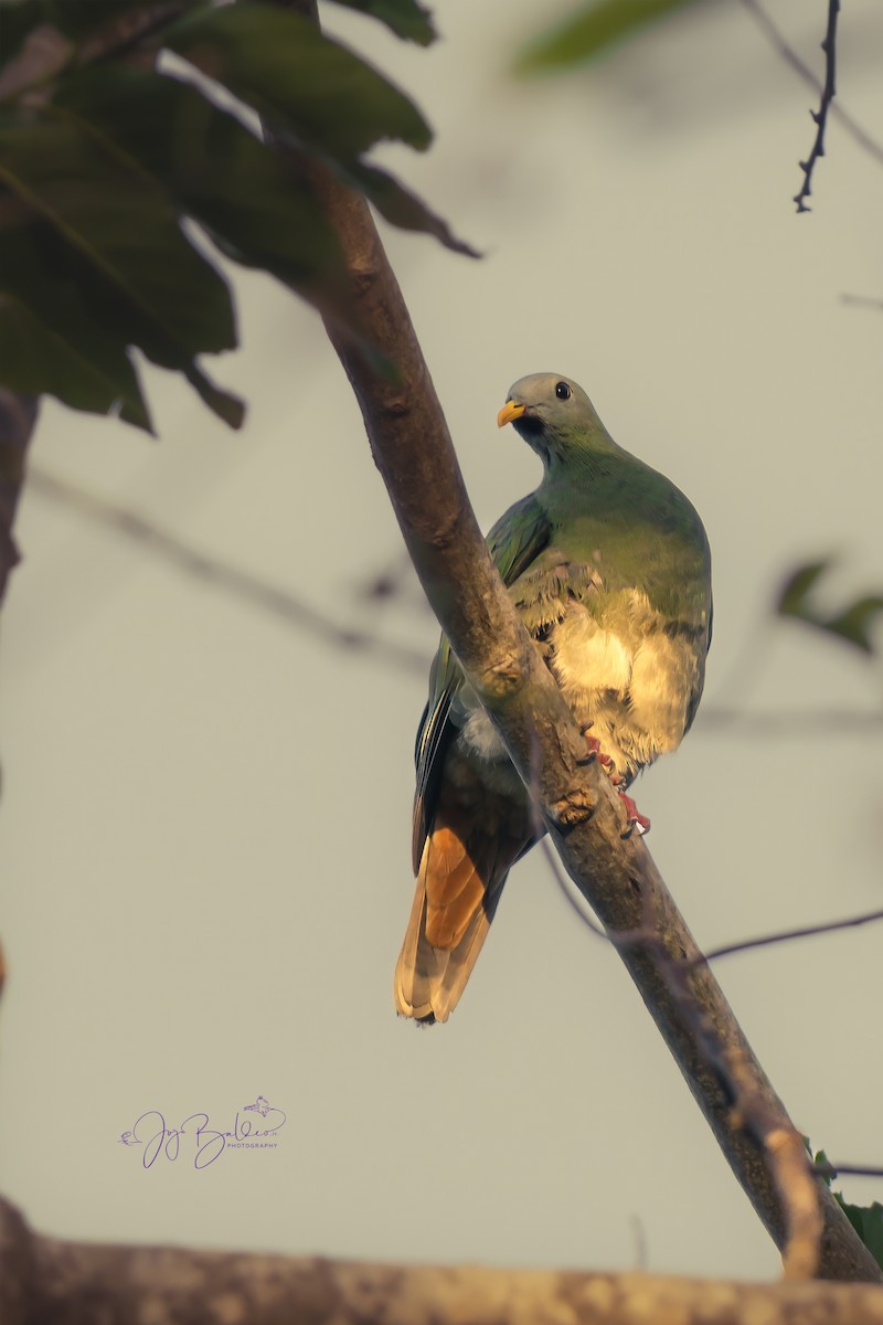 Black-chinned Fruit-Dove - ML639813110