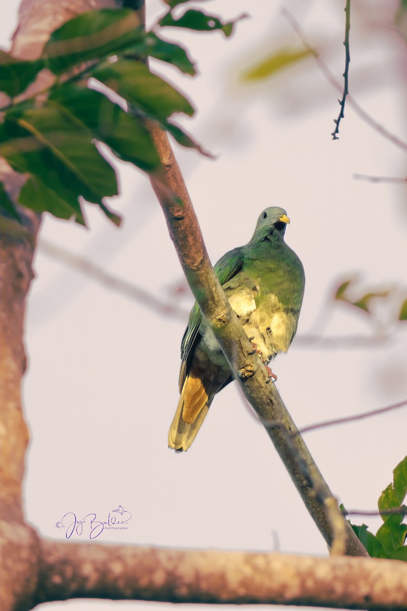Black-chinned Fruit-Dove - ML639813112