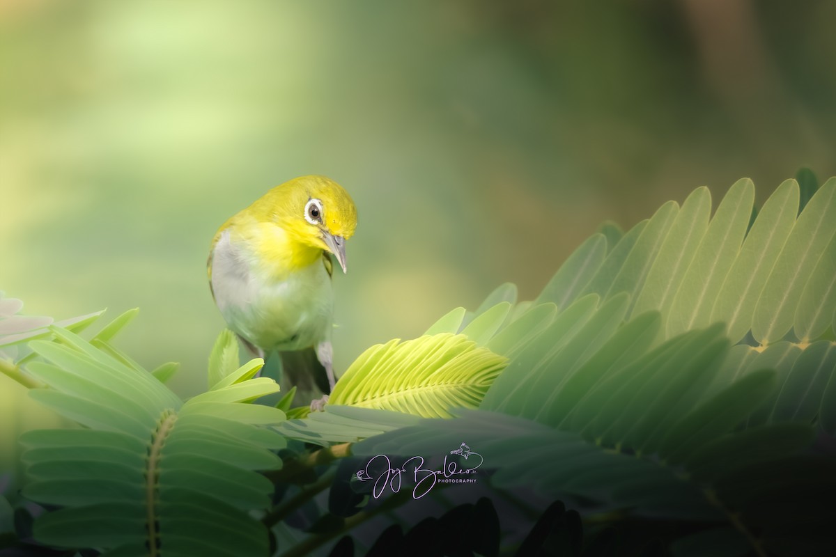 Lowland White-eye - ML639813117