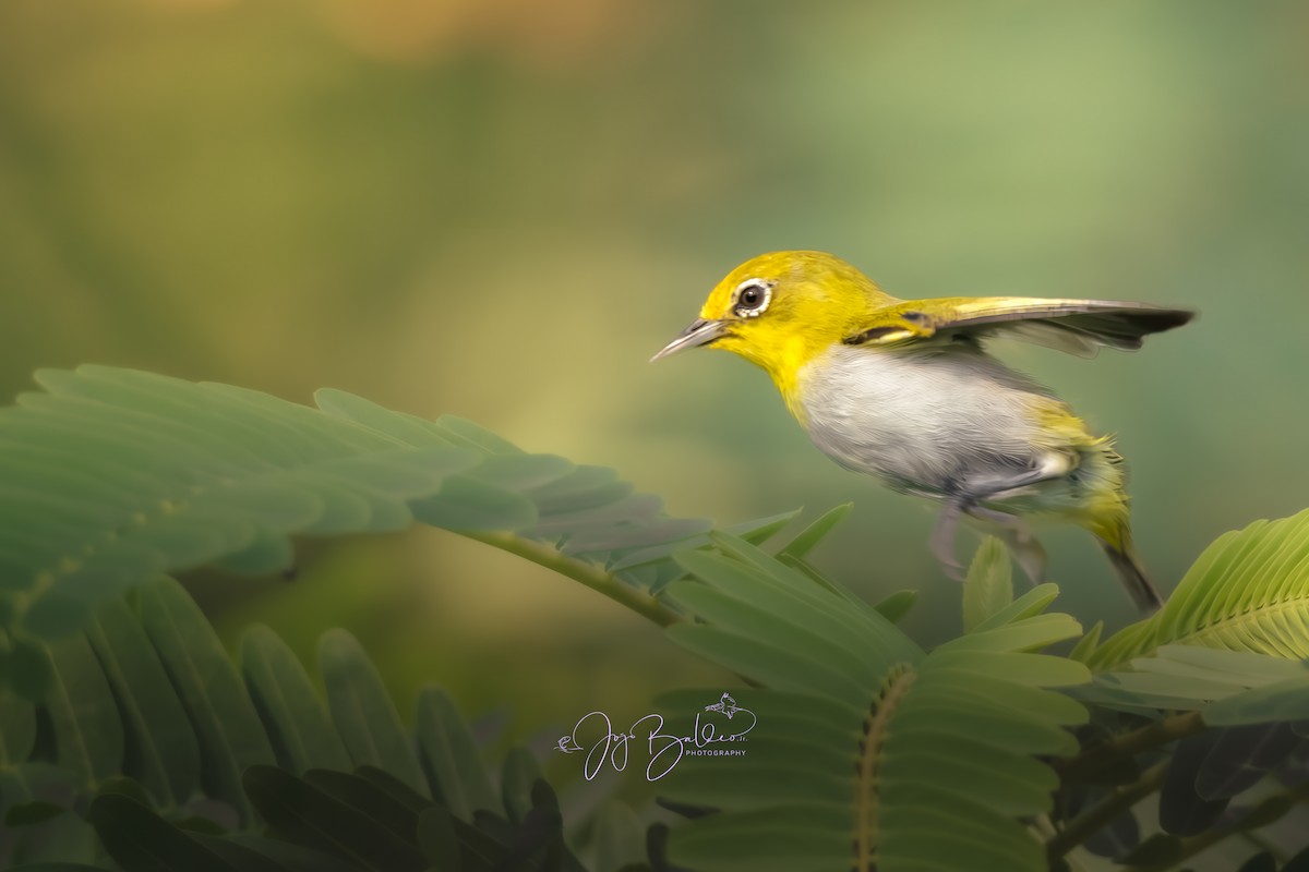 Lowland White-eye - ML639813124