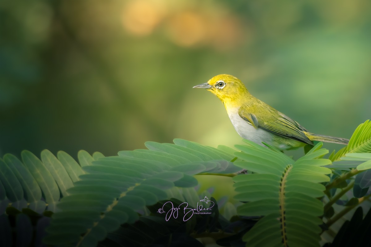 Lowland White-eye - ML639813126