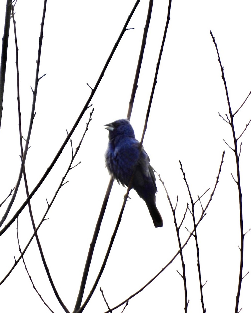 Blue Grosbeak - ML639813144
