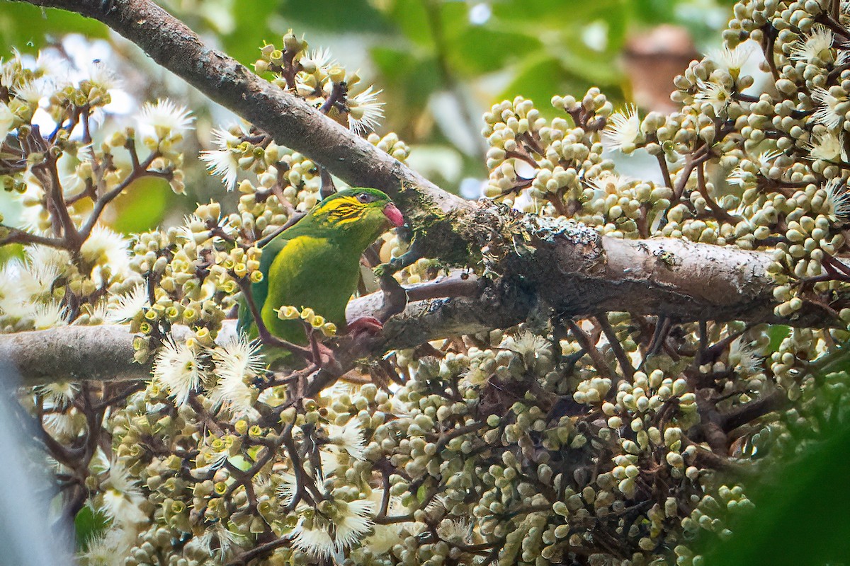 Red-flanked Lorikeet - ML639813159