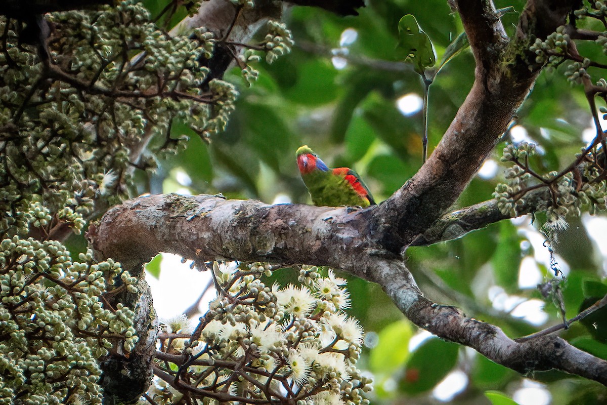 Red-flanked Lorikeet - ML639813160