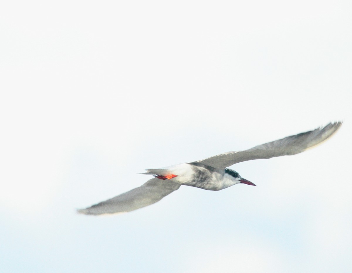 Whiskered Tern - ML639813203