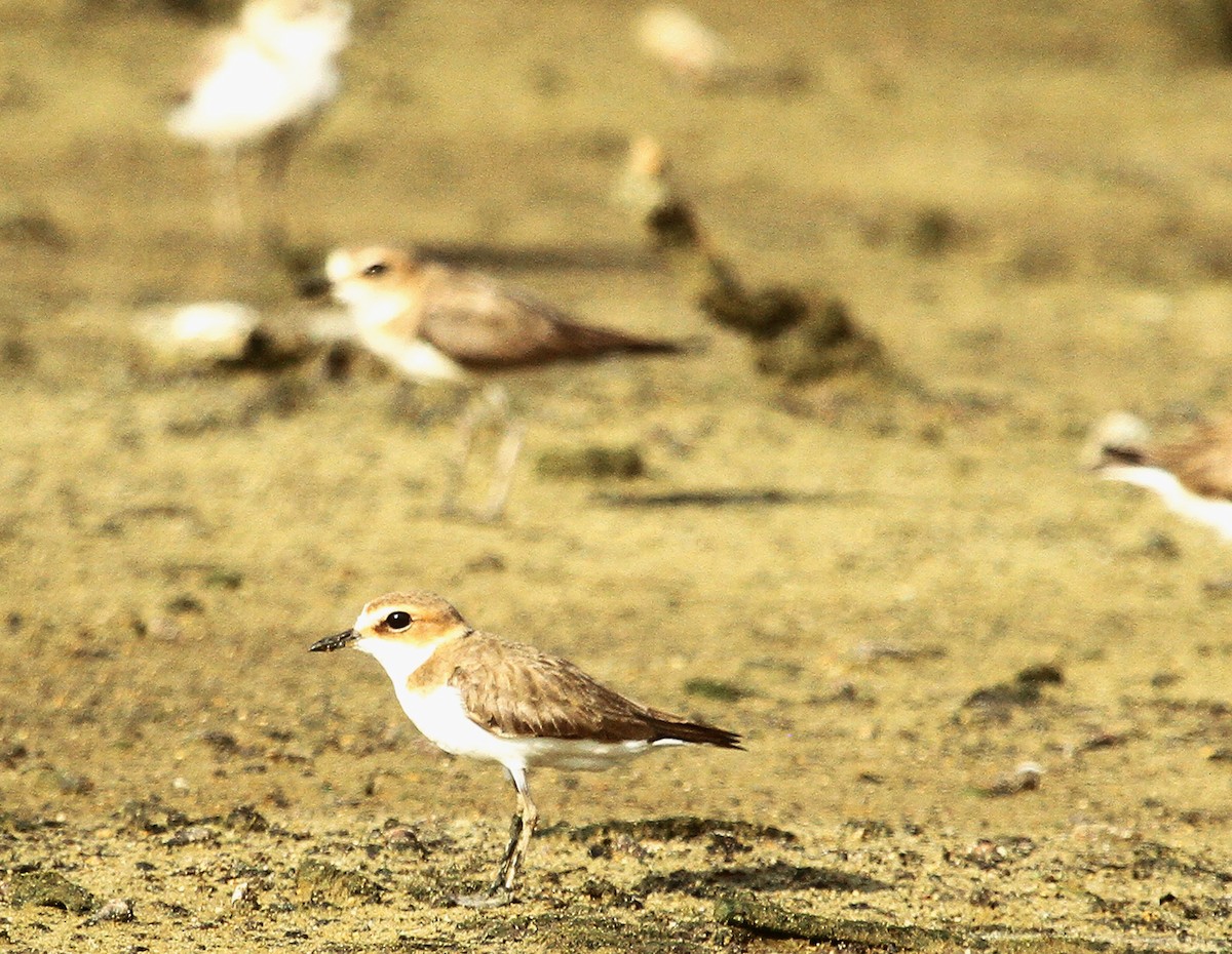 Javan Plover - ML639813211