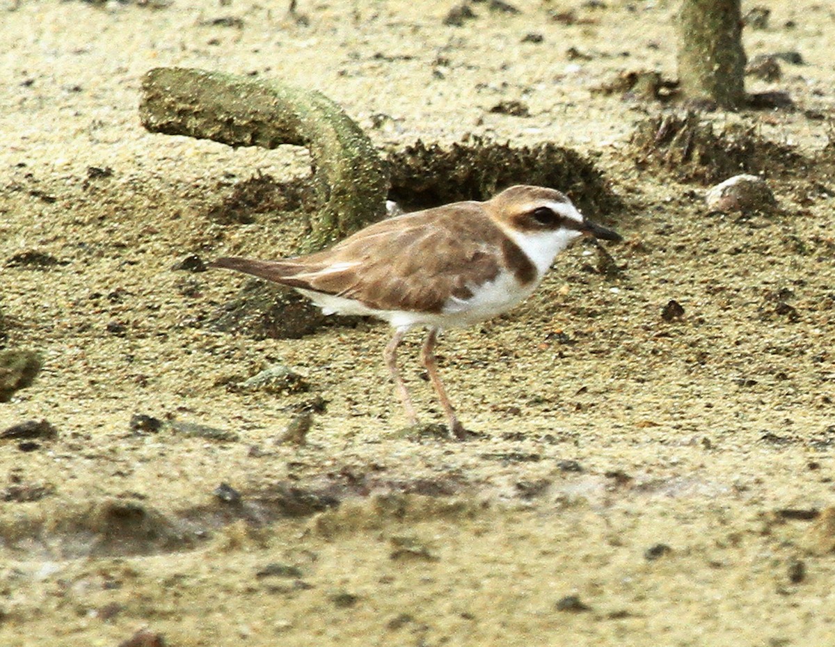 Javan Plover - ML639813218