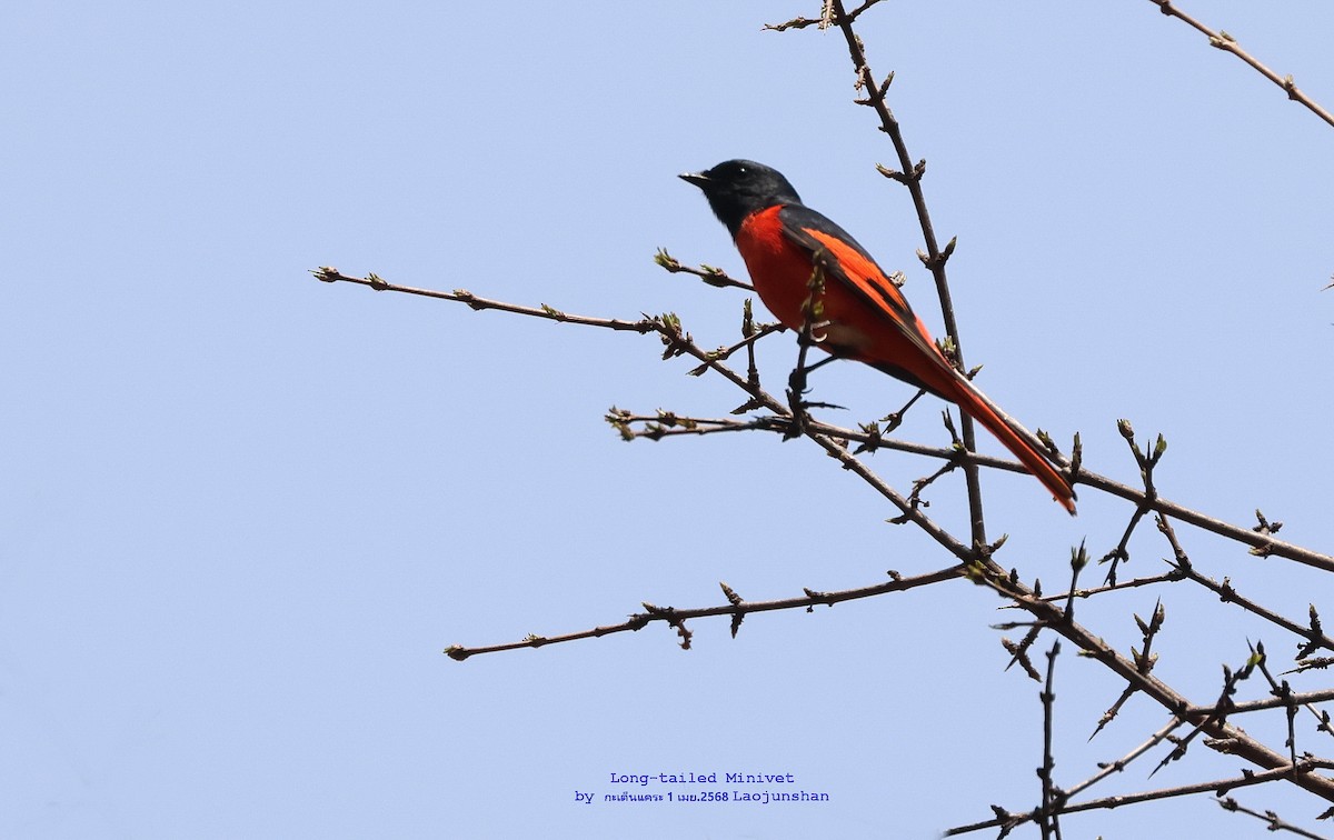 Long-tailed Minivet - ML639813264