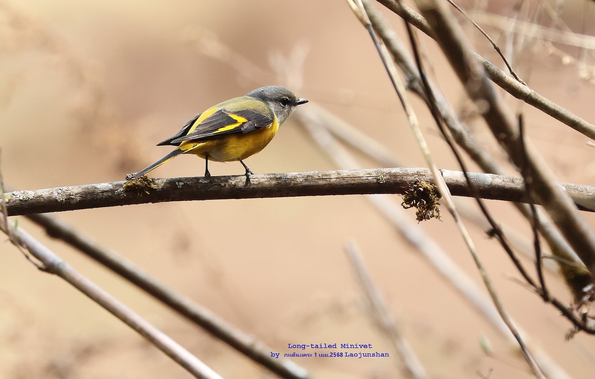 Long-tailed Minivet - ML639813265