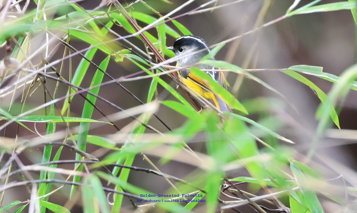 Golden-breasted Fulvetta - ML639813309