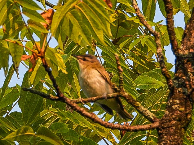 Red-eyed Vireo - ML639813351