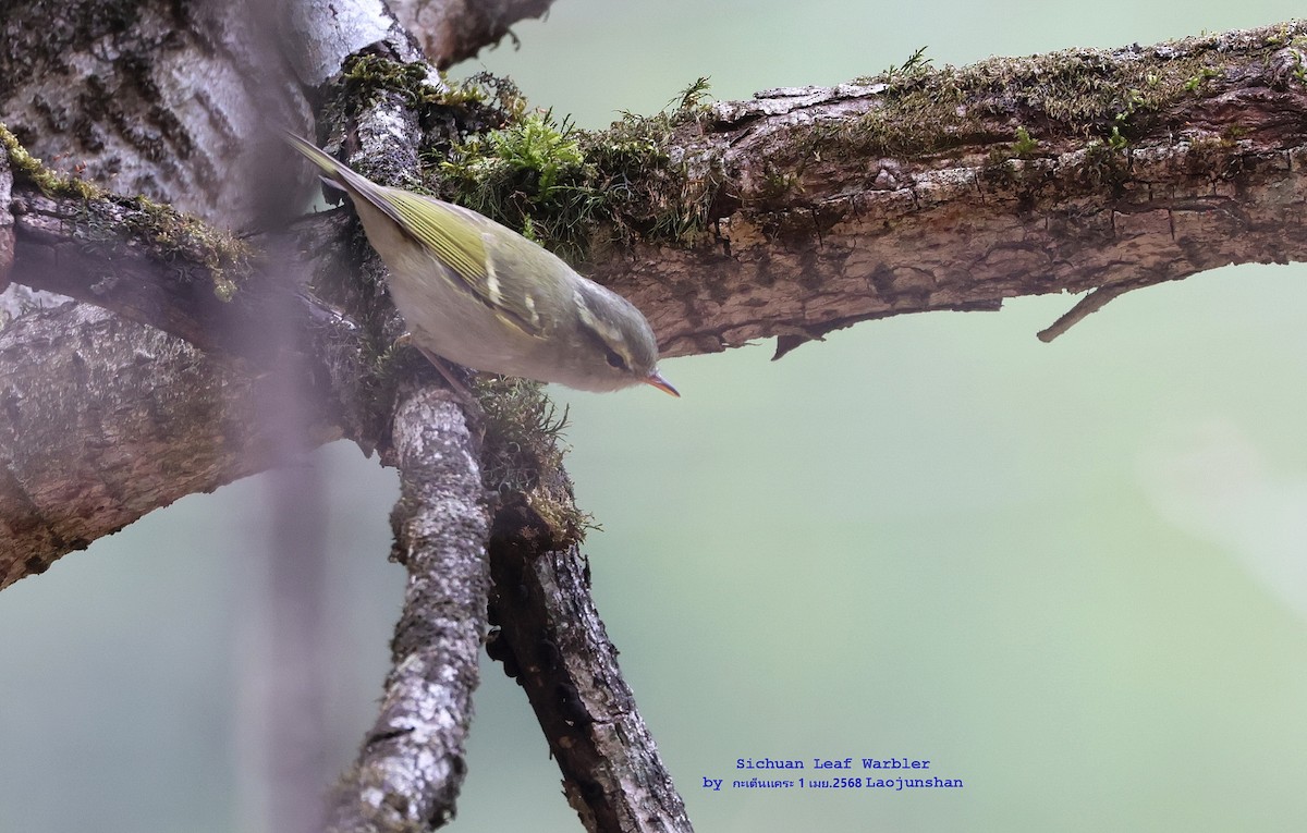 Sichuan Leaf Warbler - ML639813353