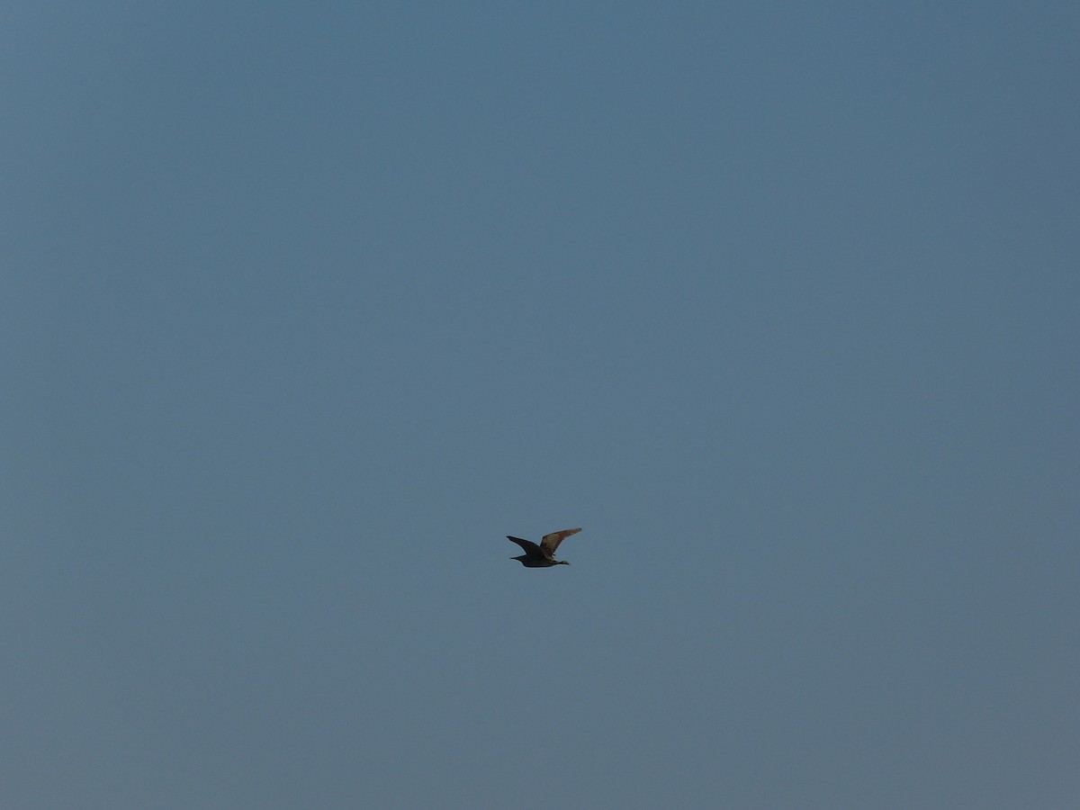 Eurasian Bittern - ML639813364