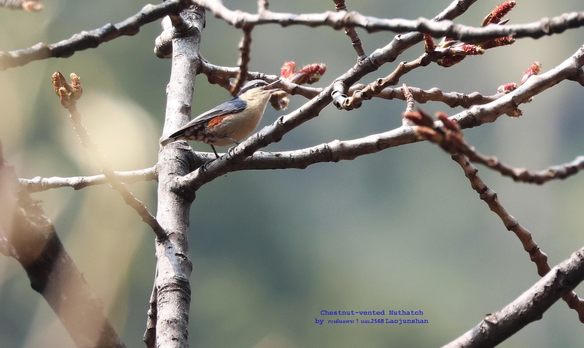 Chestnut-vented Nuthatch - ML639813369