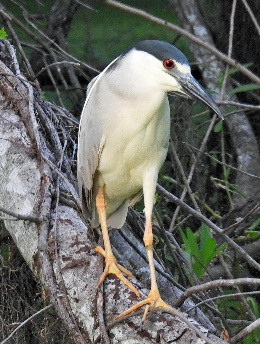 Black-crowned Night Heron - ML639813375