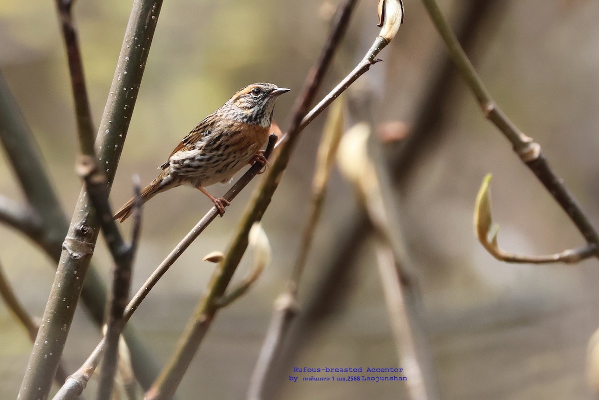 Rufous-breasted Accentor - ML639813381