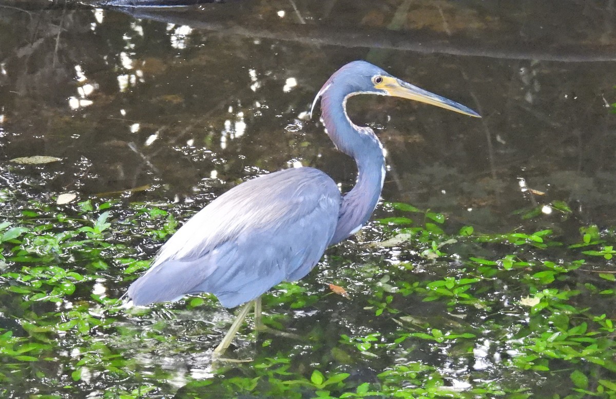 Tricolored Heron - ML639813411