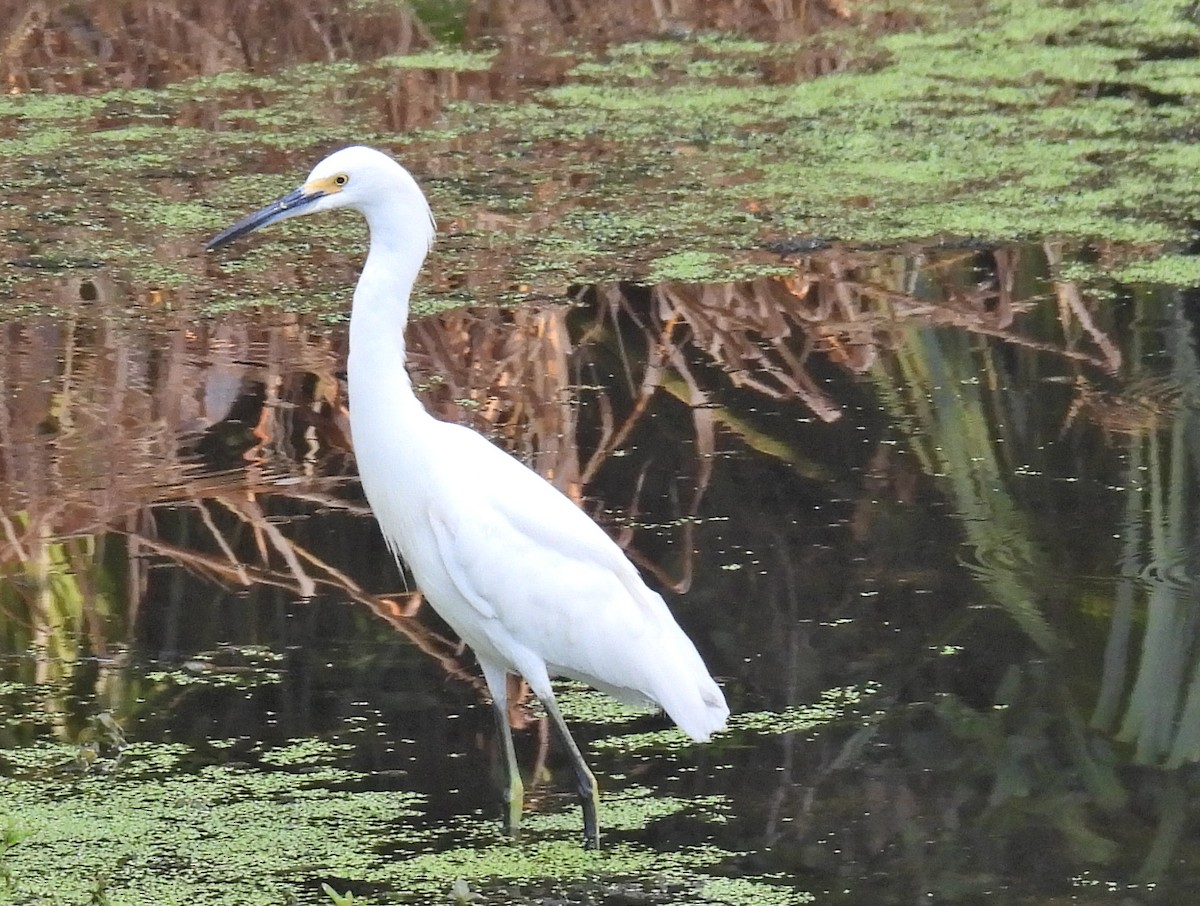 Snowy Egret - ML639813420