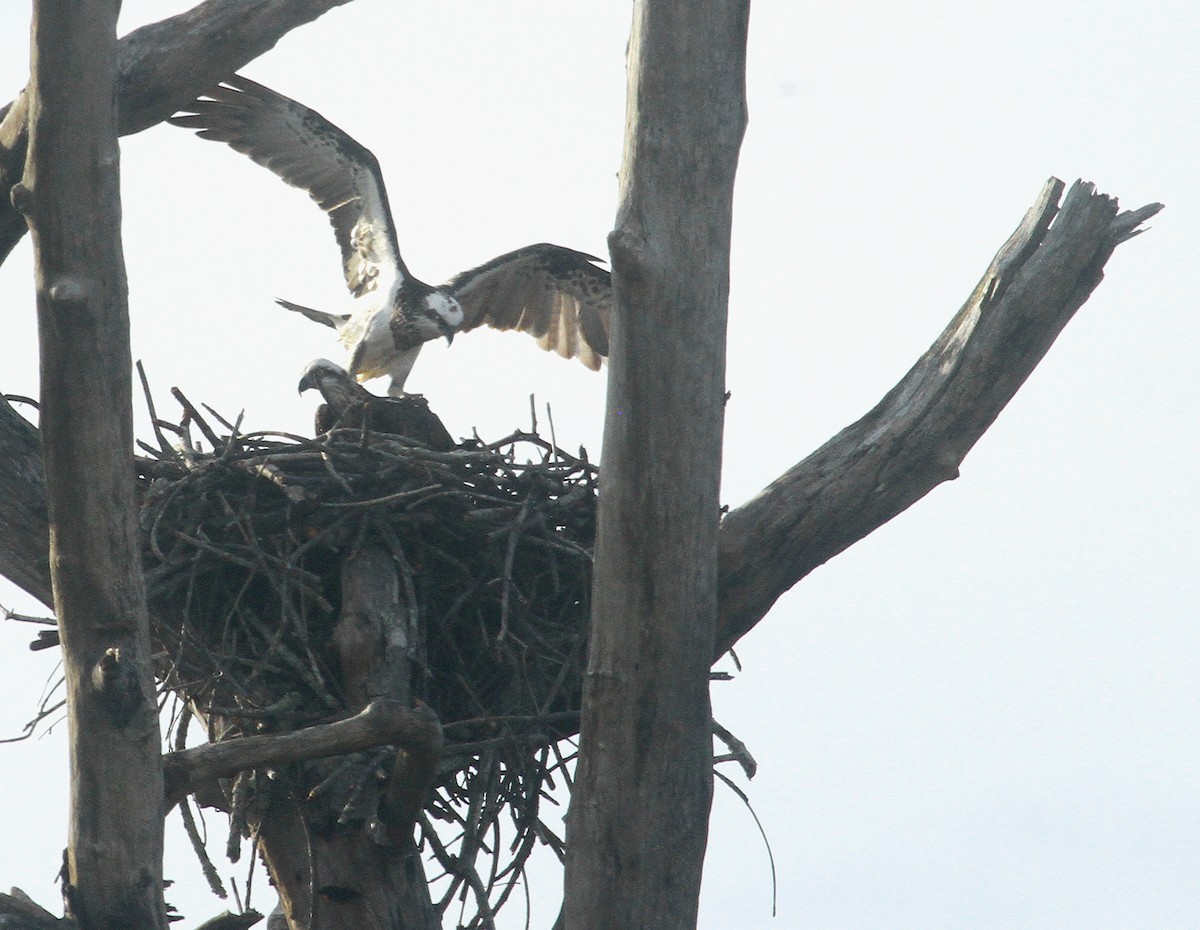 Osprey - ML639813421