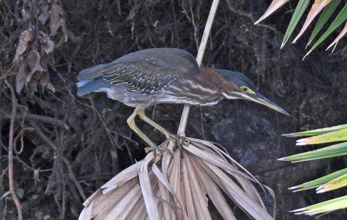 Green Heron - ML639813435