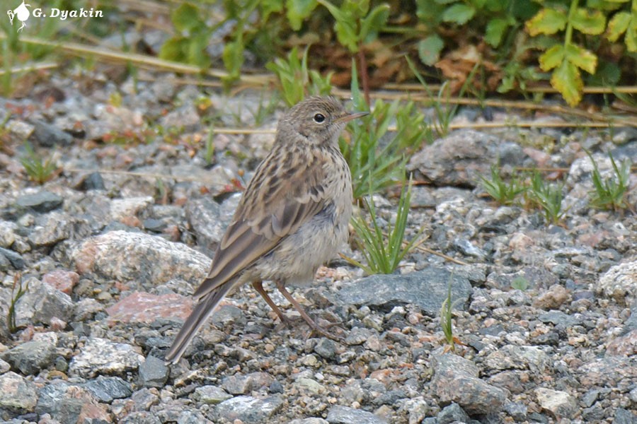 Water Pipit - ML639813440