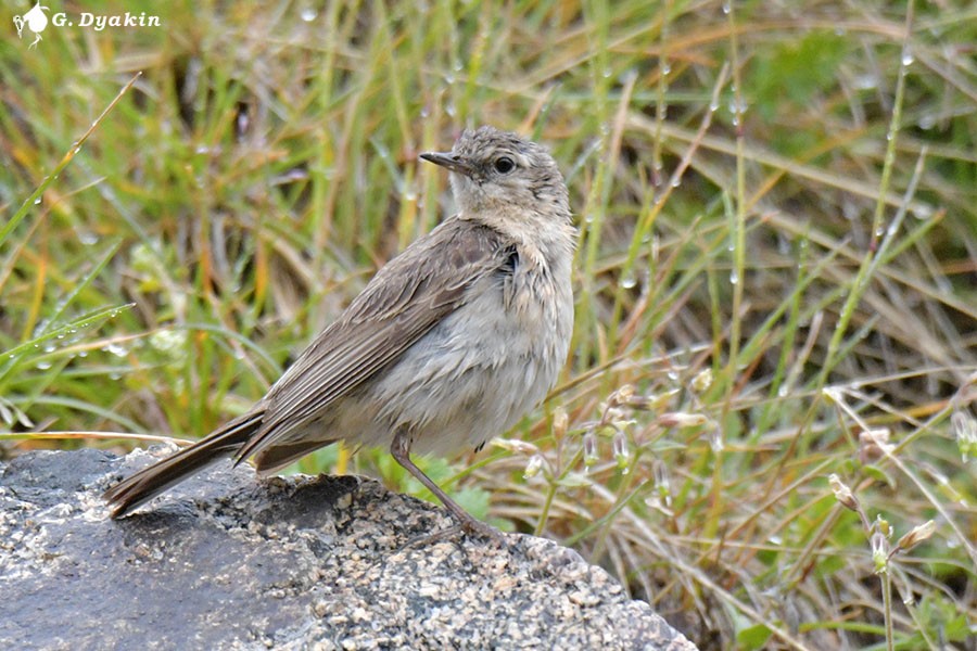 Water Pipit - ML639813444