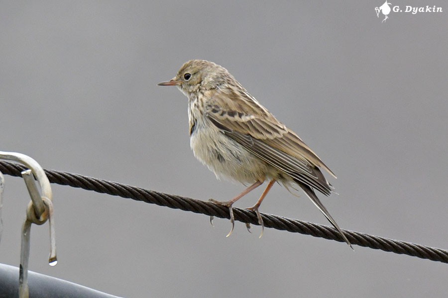 Water Pipit - ML639813447