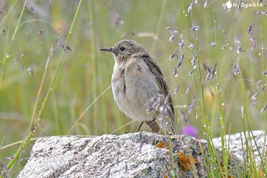 Water Pipit - ML639813452