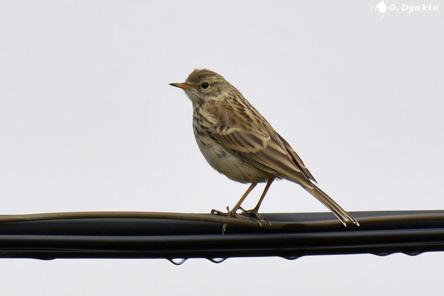 Water Pipit - ML639813454
