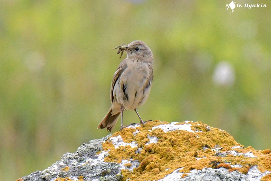 Water Pipit - ML639813455