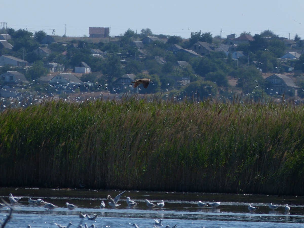 Eurasian Bittern - ML639813489