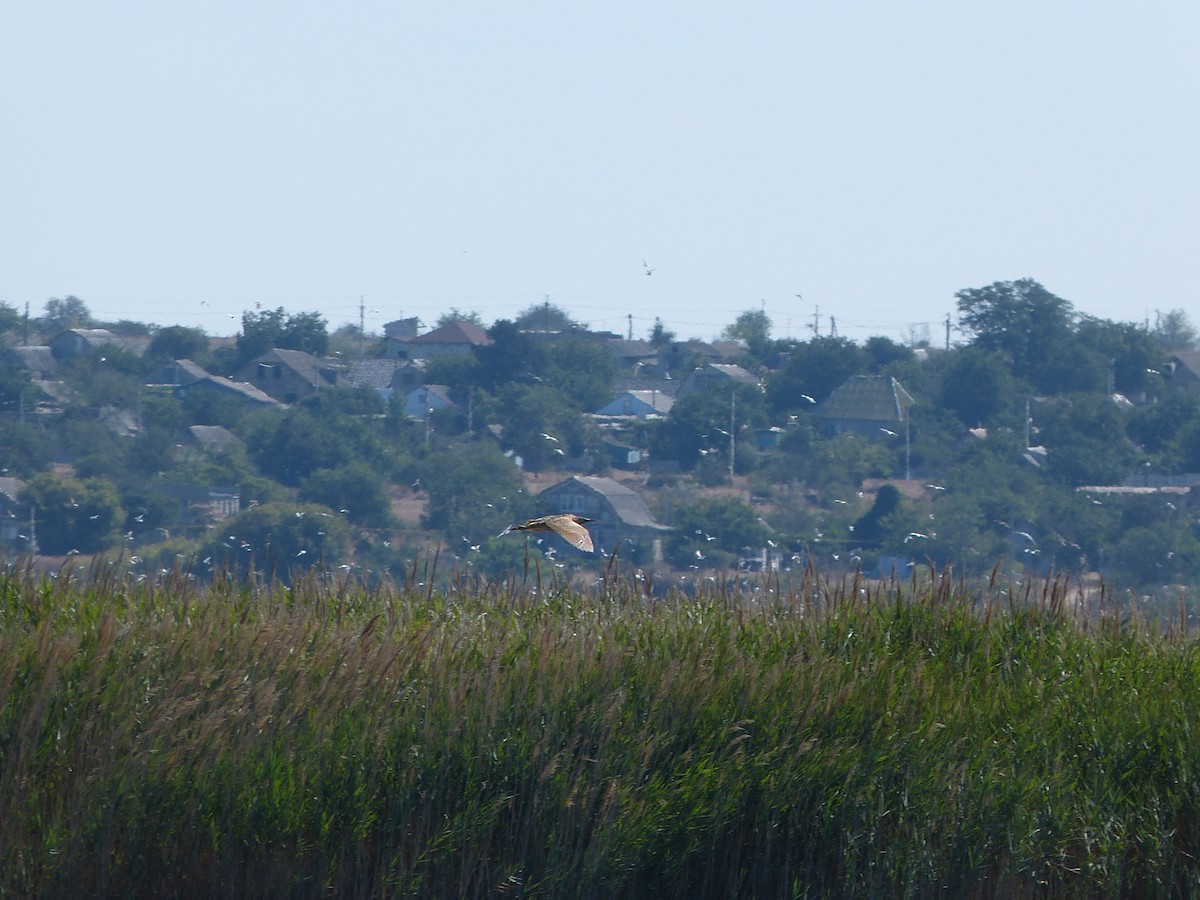 Eurasian Bittern - ML639813490