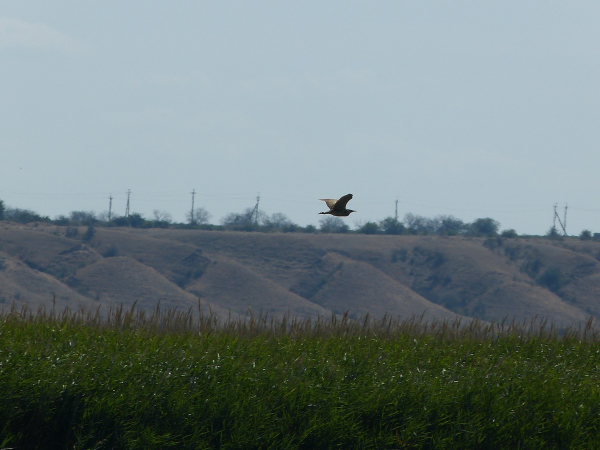 Eurasian Bittern - ML639813520