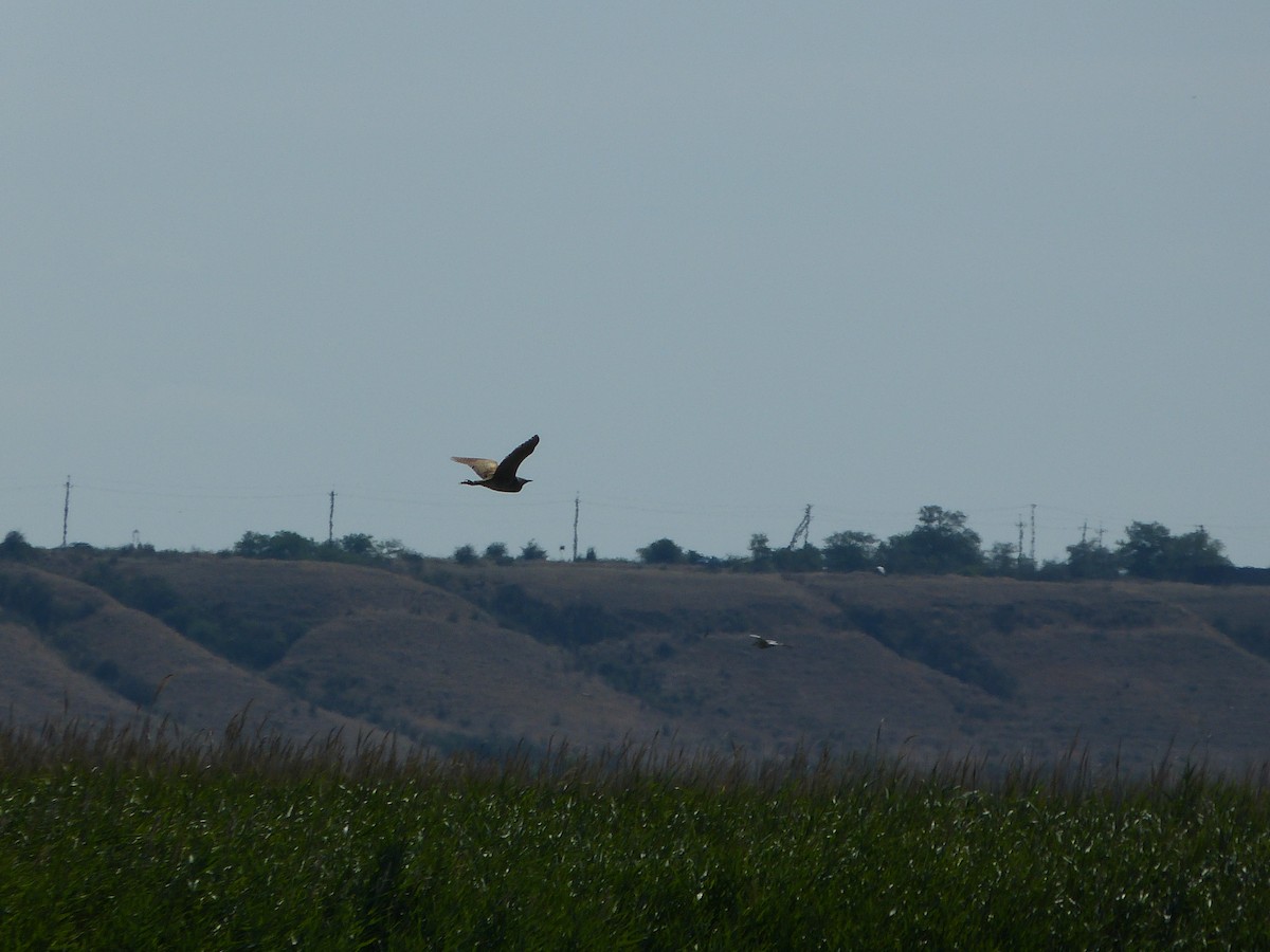 Eurasian Bittern - ML639813541