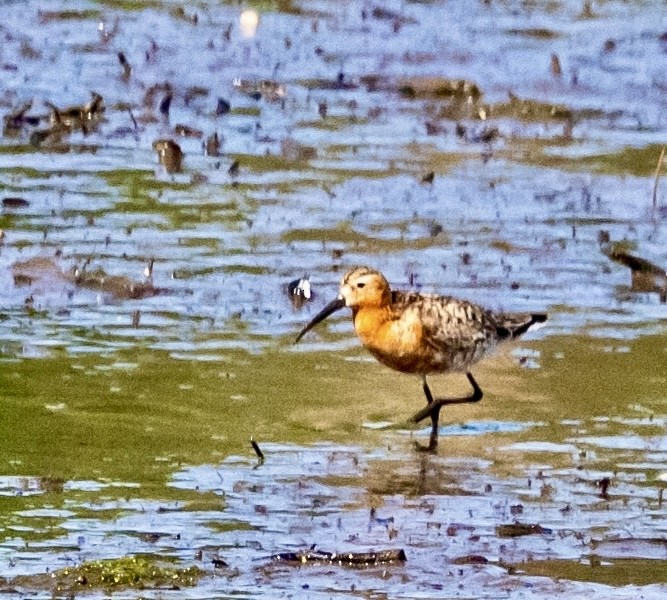 Curlew Sandpiper - ML639813576