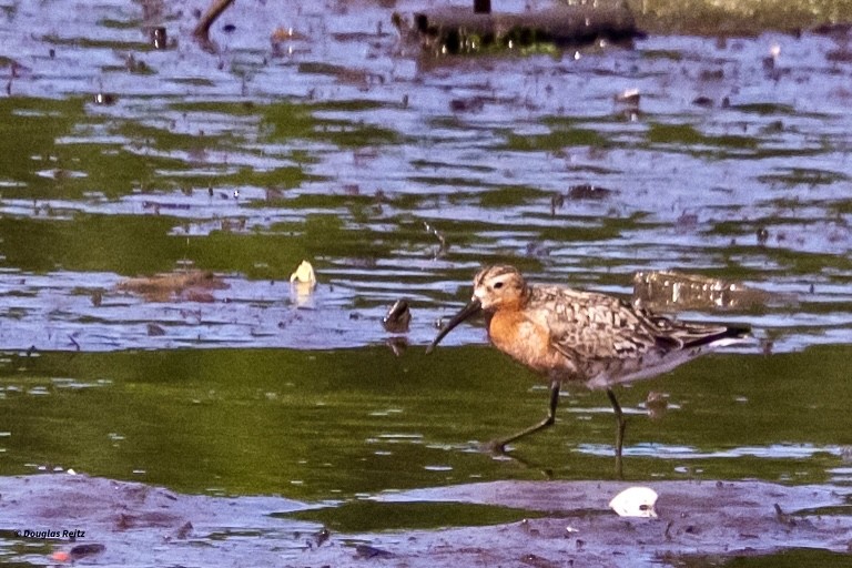 Curlew Sandpiper - ML639813577