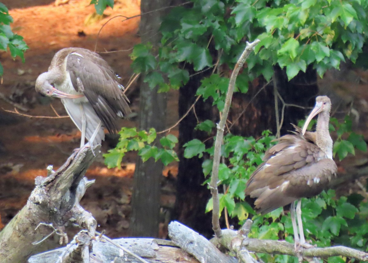 White Ibis - ML639813620