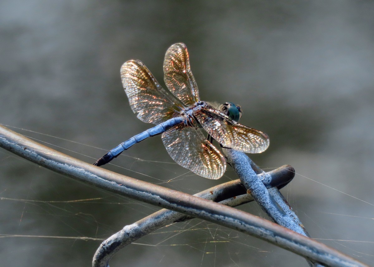 Blue Dasher - ML639813638