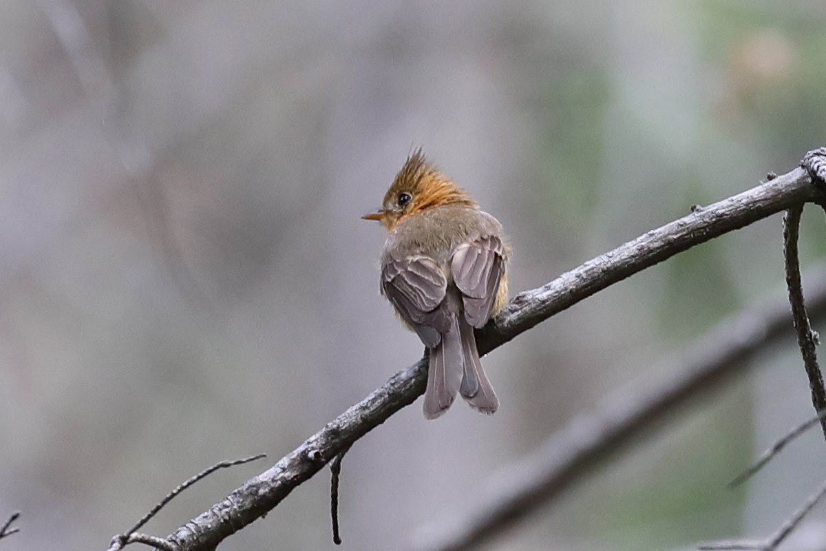 Tufted Flycatcher - ML639813642