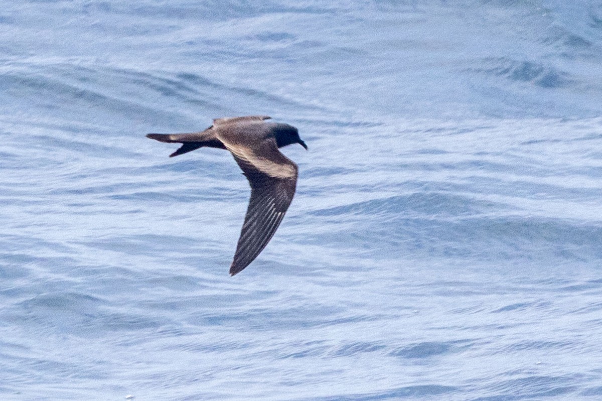 Markham's Storm-Petrel - ML639813666
