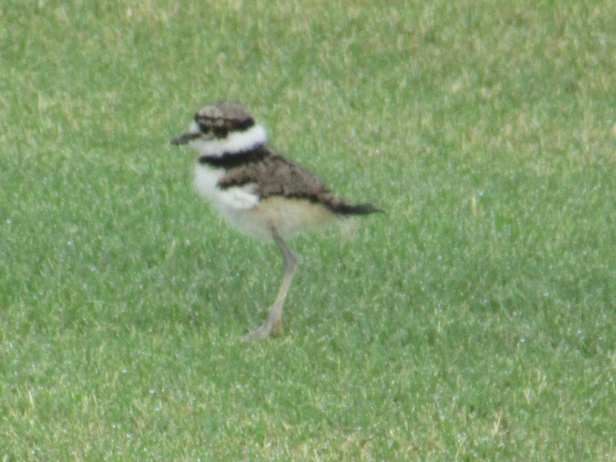 Killdeer - ML639813683