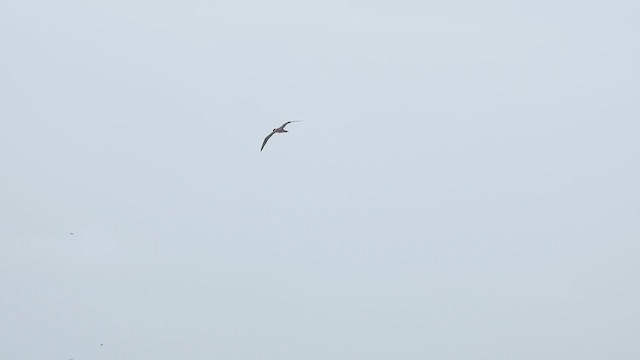 アオツラカツオドリ - ML639813720