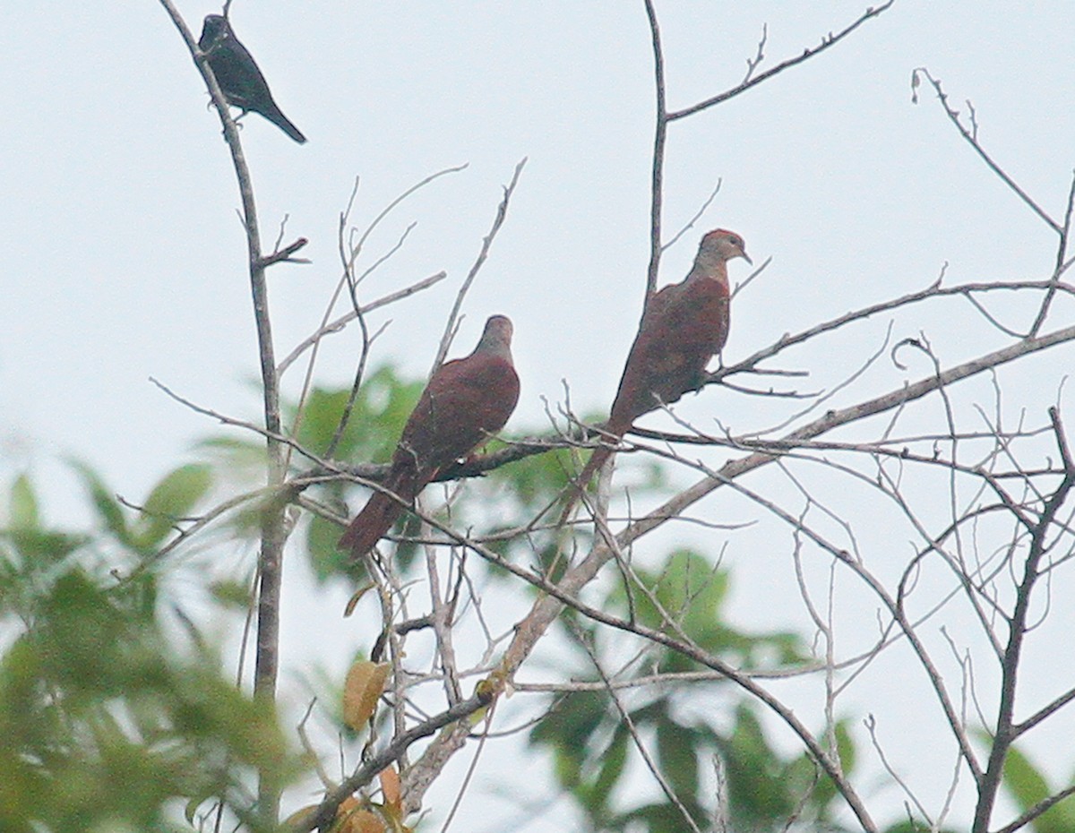 Sultan's Cuckoo-Dove - ML639813737