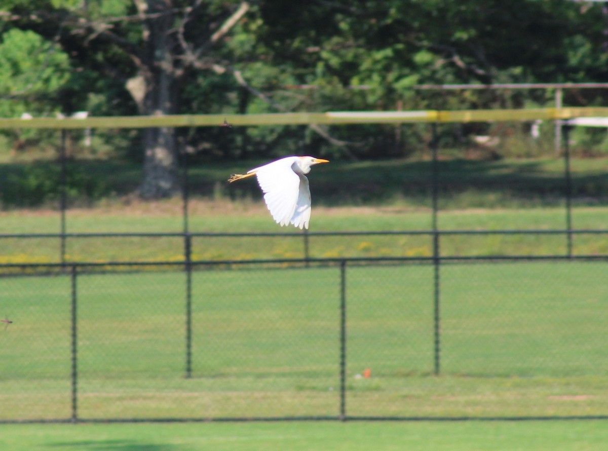 Western Cattle-Egret - ML639814034