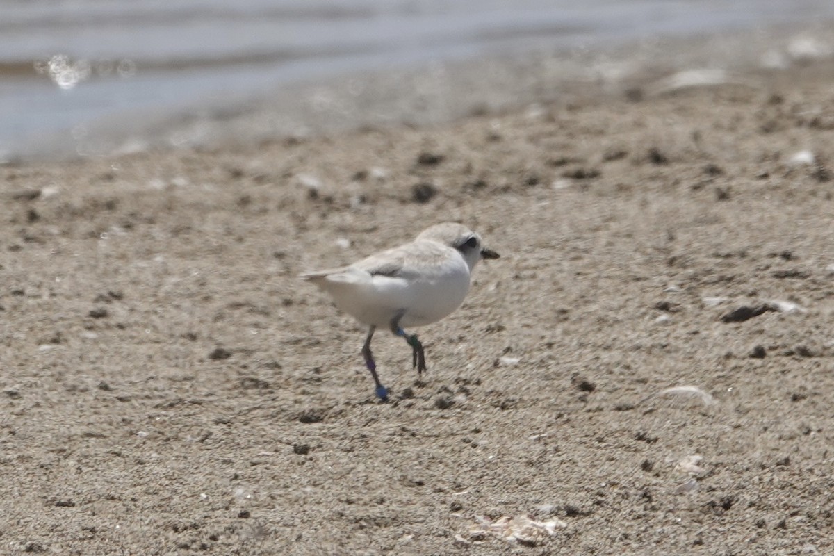 Snowy Plover - ML639814037