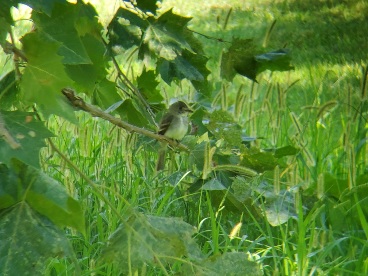 Eastern Wood-Pewee - ML639814039