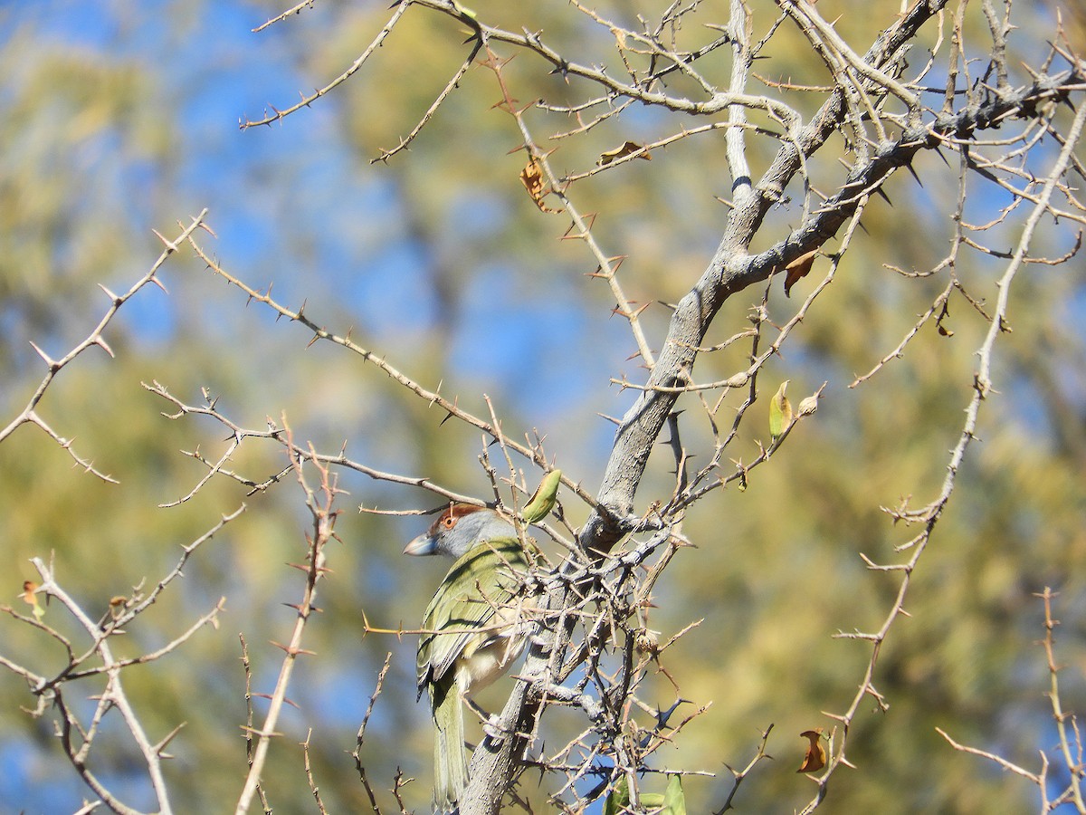 Rufous-browed Peppershrike - ML639814092